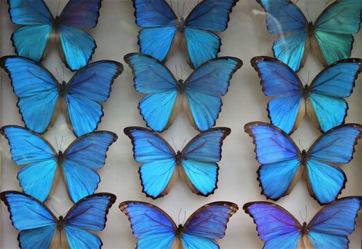 Orga Bilder Durchsuchen 17,854 Archivfotos, und Videos