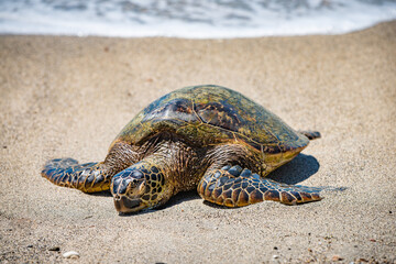 Green Sea Turtle on a beach in Hawaii
