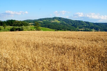 wheat field on the mountains and blue sky background