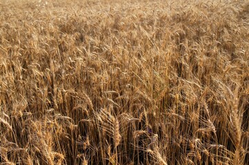 ears of wheat in the field