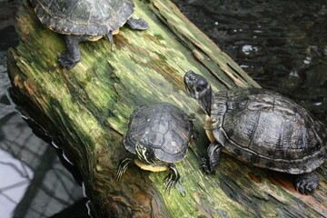 Fototapeta premium Turtles in aquarium in North Carolina 2008