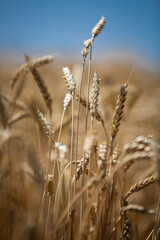 
large wheat spikelets
