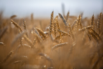 Fototapeta premium large wheat spikelets