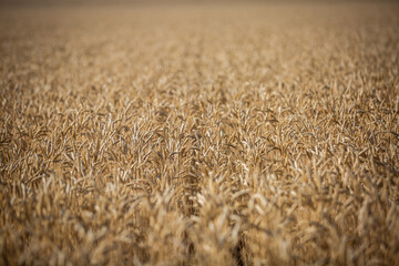 Wheat field
