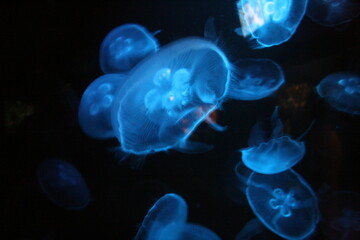 Jellyfish in aquarium in North Carolina 2008