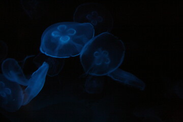 Jellyfish in aquarium in North Carolina 2008