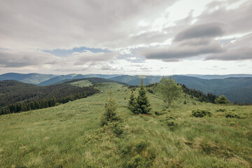 A herd of sheep standing on top of a lush green field