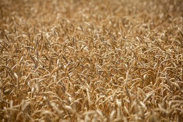 
Wheat field