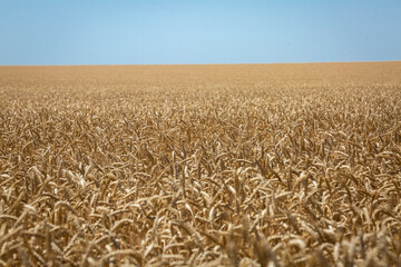 
Wheat field