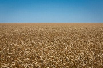 
Wheat field