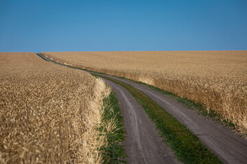 Naklejka premium Wheat field