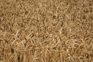 
Wheat field