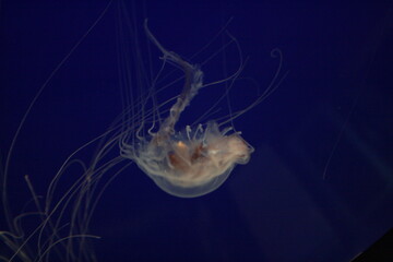 Jellyfish in aquarium in North Carolina 2008
