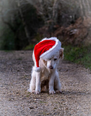 Dog wearing Christmas Santa hat