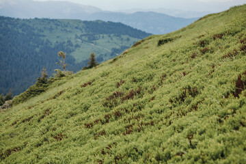 A close up of a lush green hillside