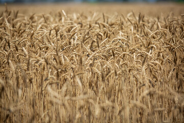 
Wheat field