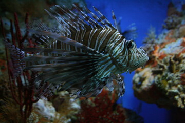 Fototapeta na wymiar Lion Fish in aquarium in North Carolina 2008