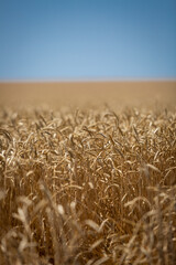 
Wheat field