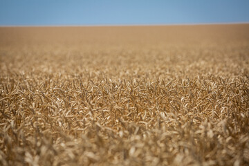 
Wheat field