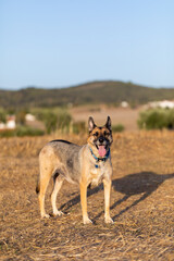 Portrait of beautiful German Sheppard dog, view