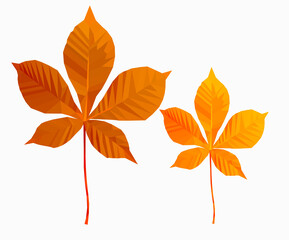 two yellow polygonal chestnut  leaves on a white background