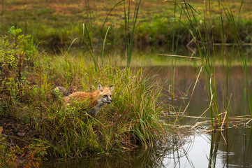 Red Fox (Vulpes vulpes) Sits in Weeds on Shoreline of Island Autumn
