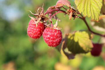Fresh ripe raspberries on a branch. Close-up. Background. Landscape.