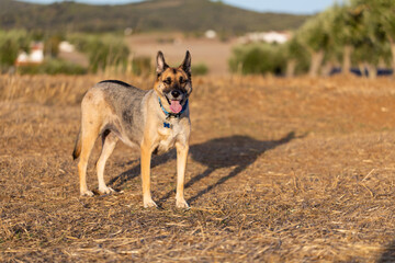 Portrait of beautiful German Sheppard dog, view