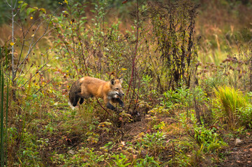 Red Fox (Vulpes vulpes) Bounds Right Through Weeds Autumn