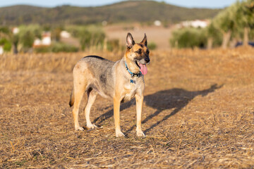 Portrait of beautiful German Sheppard dog, view