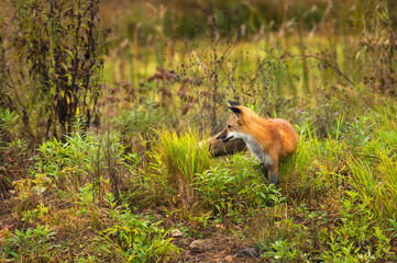 Red Fox (Vulpes vulpes) Stands in Weeds Looking Left Autumn