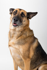 A Beautiful German Sheppard. Animal portrait against white background.