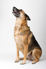 A Beautiful German Sheppard. Animal portrait against white background.