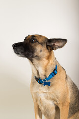 A Beautiful German Sheppard. Animal portrait against white background.