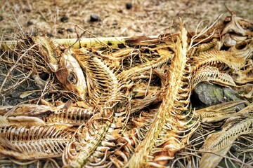 A pile of fish bones at the drying site for Icelandic dried fish (harðfiskur), on a field in...