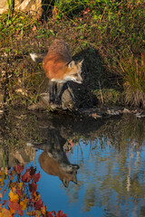 Red Fox (Vulpes vulpes) Stands on Shoreline Rock Reflected in Water Autumn