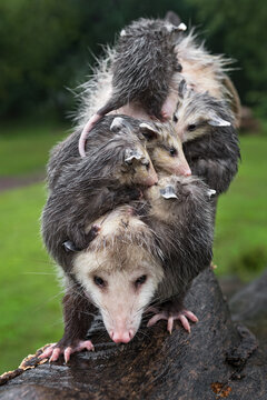 Virginia Opossum (Didelphis virginiana) Carefully Steps Down Wet Log With Rain Soaked Joeys on Her Back Summer