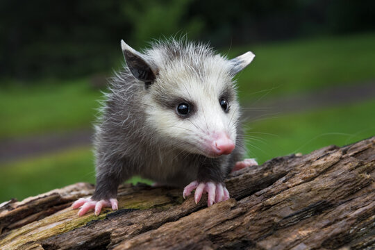 Virginia Opossum Joey (Didelphis virginiana) Turns Slightly Right Atop Log Summer