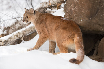 Naklejka premium Adult Female Cougar (Puma concolor) Steps Forward From Winter Den
