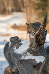 Bobcat (Lynx rufus) on Log Next to Broken Off Branch Winter