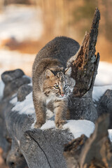 Bobcat (Lynx rufus) on Log Steps Around Broken Off Branch Winter