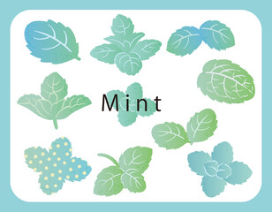 ミントのアイコン・イラスト。ベクター画像 © 夏妃 吉野
