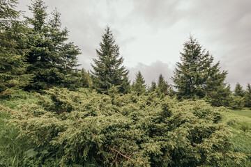 A large tree in a forest
