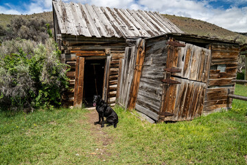 Black labrador retriever dog sitting outside an abandoned building house in Bannack ghost town, Montana