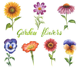 Hand drawn watercolor garden flowers isolated on white background. Set of floral elements: sunflower, pasies, petunia, coneflower, zinnia, cosmos - obrazy, fototapety, plakaty