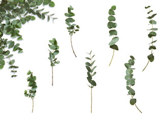 Set of decorative green eucalyptus branches, isolated on white background. With an example of use. Plant for floral design card.