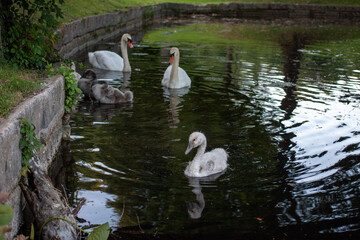 Swans with cygnets in a park pond