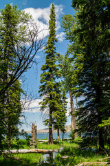 Obraz premium Evergreen trees at Wallowa Lake State Park in Oregon, USA (portrait orientation)