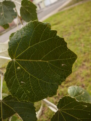 Hojas de arboles