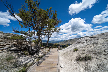 Fototapeta na wymiar Deformed tree along boardwalks in the Upper Terraces of Mammoth Hot Springs geothermal area of Yellowstone National Park Wyoming